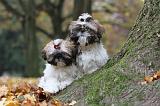 SHIH TZU 143